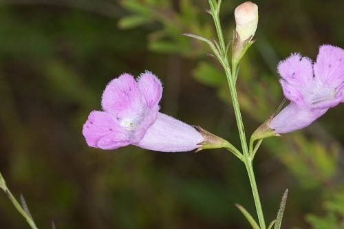 Agalinis purpurea #4