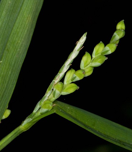 Carex albursina #5