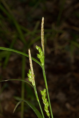 Carex corrugata #15