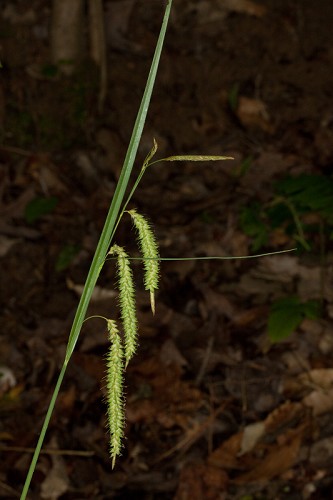 Carex mitchelliana #7