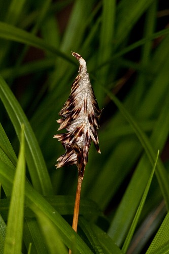 Carex picta #2
