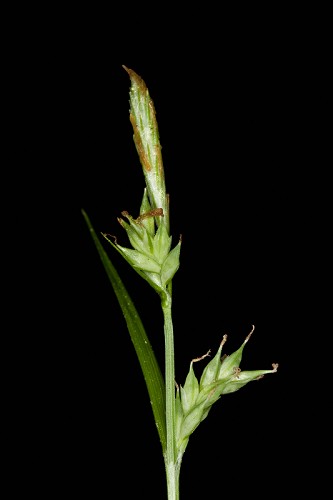 Carex styloflexa #3