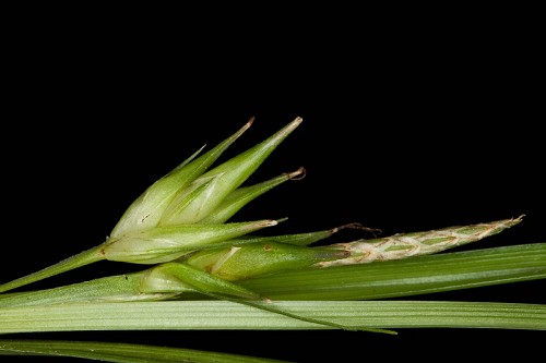Carex superata #11