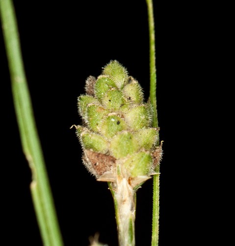 Carex swanii #40