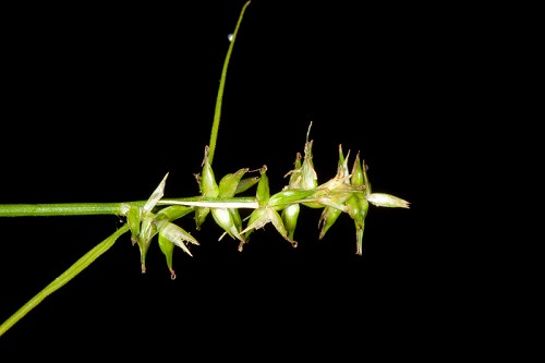 Carex texensis #9