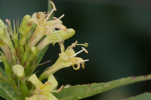 Diervilla sessilifolia #6