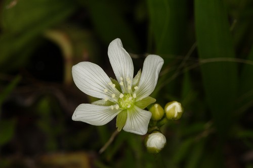 Dionaea muscipula #1