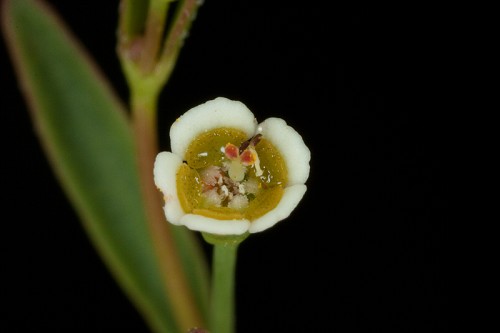 Euphorbia curtisii #4