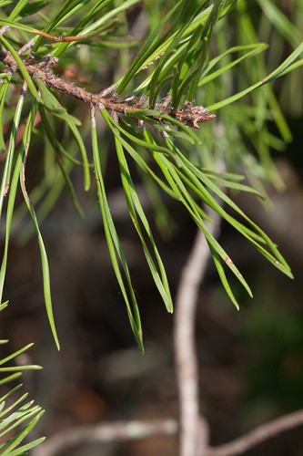 Pinus virginiana #3