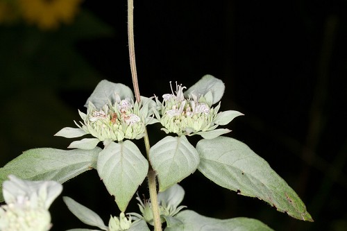 Pycnanthemum albescens #12