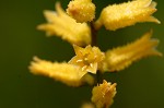 Yellow colicroot