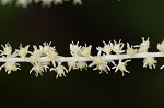 Goat's beard <BR>Bride's feathers