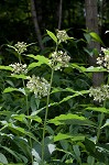Poke milkweed