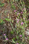 Branched centaury