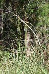 Jamaica swamp sawgrass