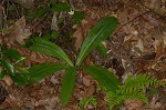 Speckled wood-lily <BR>White clintonia