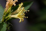 Southern bush honeysuckle
