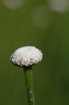 Tenangle pipewort