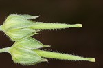 Carolina cranesbill <BR>Carolina geranium