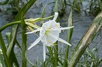 Shoal lily <BR>Cahaba lily