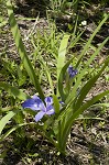 Zigzag iris <BR>Lamance iris