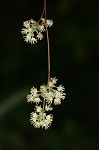 Common moonseed