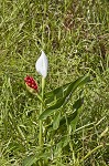 White arrow arum <BR>Spoonflower