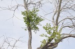 Oak mistletoe