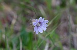 Blueflower butterwort