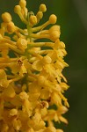 Yellow fringless orchid