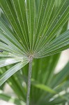 Needle palm