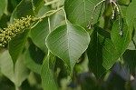 Tallowtree <BR>Chinese tallow tree