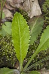 Lettuceleaf saxifrage <BR>Mountain lettuce