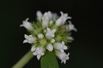 Smooth galse buttonweed