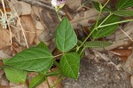 Perennial wildbean