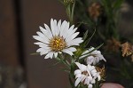 White oldfield aster