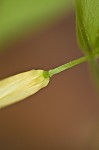 Sessileleaf bellwort <BR>Wild oats