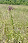 Giant ironweed